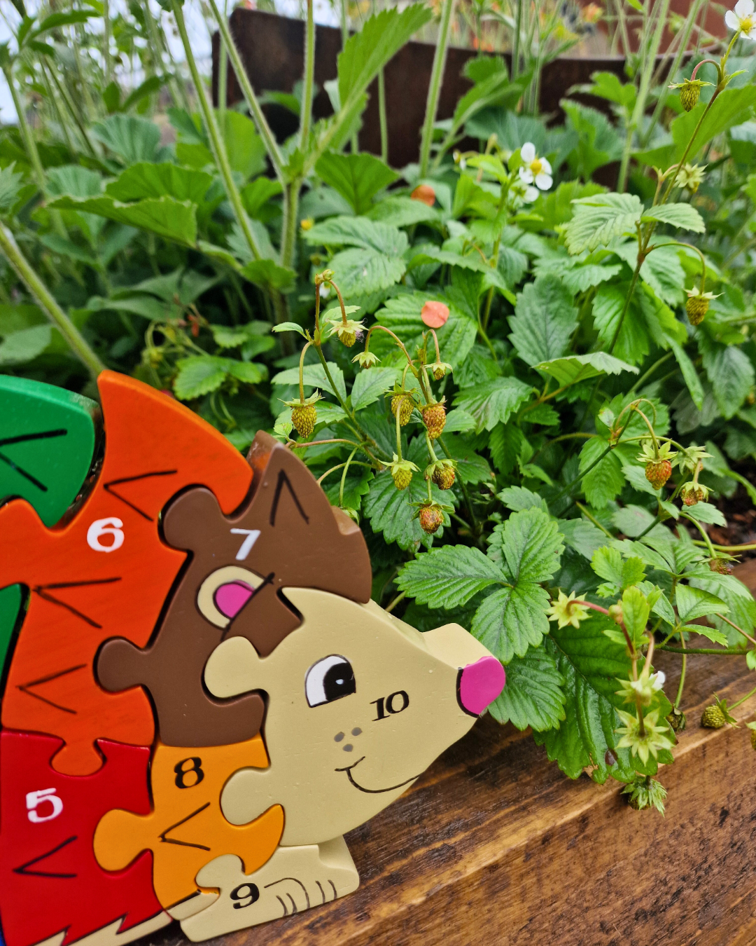 Hedgehog  Number (1-10)