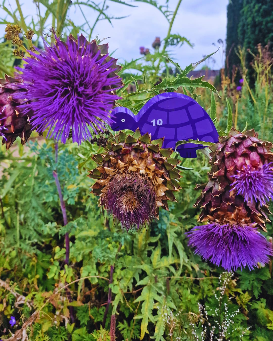 Tortoise Row Number (1-10)